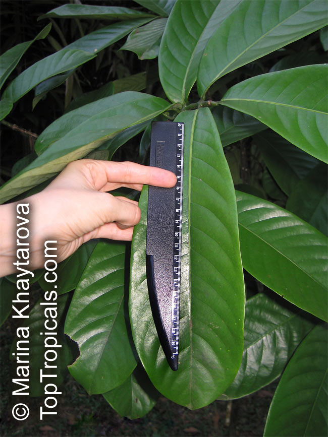 معرفی و راهنمای پرورش درختان میوه - جوز کالاباش